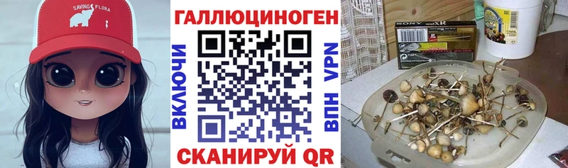Псилоцибиновые грибы Psilocybine cubensis  дарк нет Telegram  Тырныауз  блэк спрут ссылки 